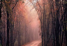 1XBET：[澳网]萨巴伦卡连续第五年晋级澳网女单16强.